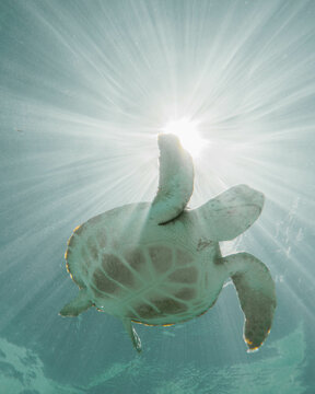 Sea Turtles Swimming In The Bahamas