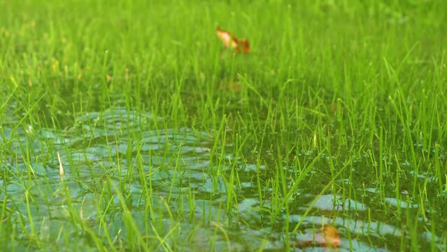 Heavy autumn rainfall resulting in stagnation of excess water on green grassland. Detailed view of flooded pasture after abundant rain in fall season. Frequent autumn rains turning meadows into swamps