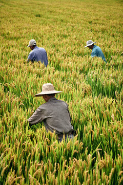 Farmers working in paddy field 