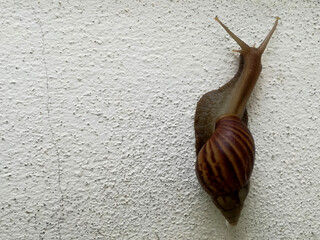 A brown snail climbs on a white cement wall. © John