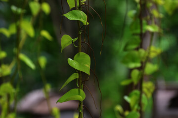 forest green leaves nature