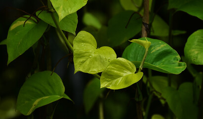 forest green leaves nature