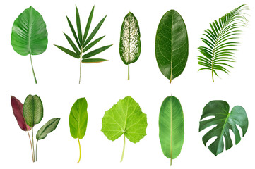 Set of green leaves isolated on white background.