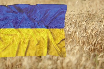 Grains wheat and Ukraine flag, trade export and economy concept.