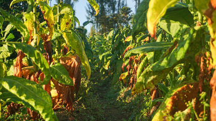 Tobacco big leaf crops growing in tobacco plantation field.Tropical Tobacco green leaf texture,for background. Largest tobacco plantaion in Indonesia, Temangung, Central Java, Indonesia