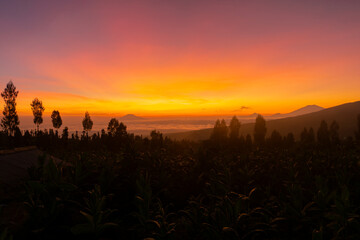 View of tobacco plant in the field at slope of Mount Sindoro, Temanggung, Central Java, Indonesia. Field of tobacco shot in morning time