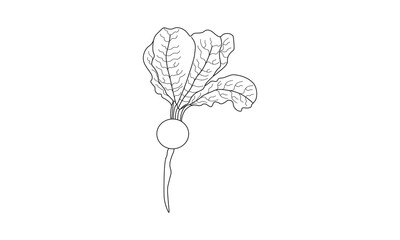 Turnip Coloring Page for Kids KDP Interior, Turnip vegetable drawing,
Turnip vegetable clipart black and white, vegetable coloring pages.