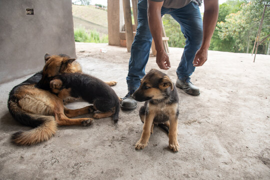 German shepherd and puppies