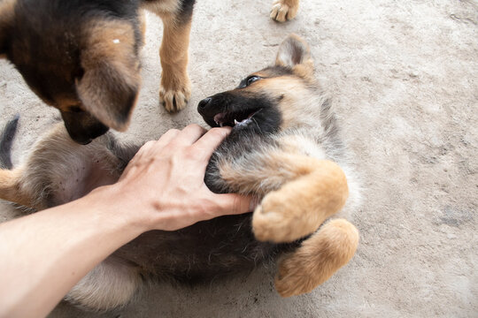 Puppy German shepherd