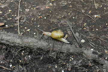 札幌市円山公園のカタツムリ