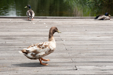 Fototapeta premium a variety of wild ducks are resting on a wooden platform near a forest pond