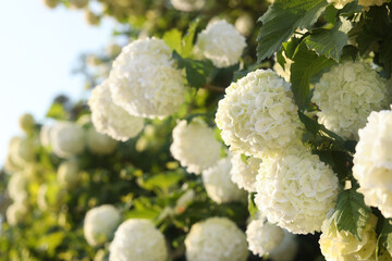 Beautiful hydrangea plant with white flowers outdoors, closeup