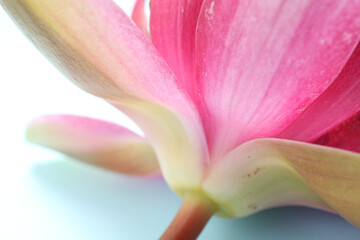 Beautiful blooming pink lotus flower on light blue background, closeup