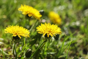 Beautiful yellow dandelions on sunny day, closeup