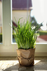 Potted green chives on windowsill indoors. Aromatic herb