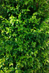 Fototapeta na wymiar Closeup view of beautiful green bush outdoors on spring day