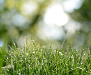 Fototapeta premium Beautiful green grass with morning dew on sunny day. Bokeh effect