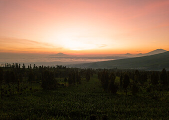 View of tobacco plant in the field at slope of Mount Sindoro, Temanggung, Central Java, Indonesia. Field of tobacco shot in morning time