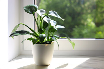 Beautiful houseplant with green leaves in pot on white window sill indoors. Space for text © New Africa