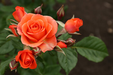 Closeup view of beautiful blooming rose bush outdoors