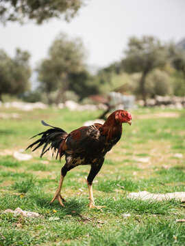 Angry Chicken Walking