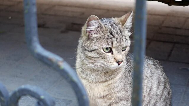 Watchful cat with big eyes sits on ground sniffing smell outdoor. Domestic animal with striped fur looks through iron fence closeup