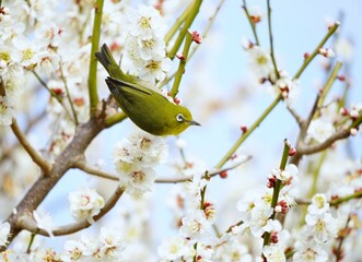 美しい梅の花とメジロ