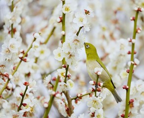 美しい梅の花とメジロ