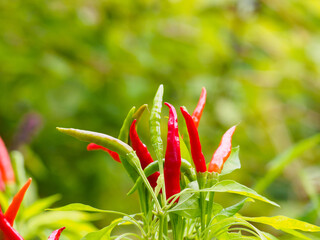 収穫前のトウガラシ