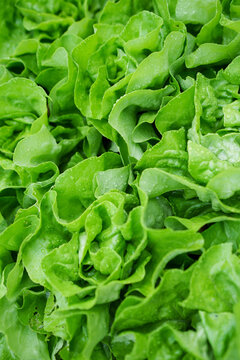 Home grown salad