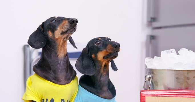 Two funny dachshund dogs in colored t-shirts are looking at something or someone and vying to bark, begging for food or attracting attention. Active pets obediently follow the command speak