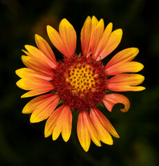 Indian Blanket Flower Top View