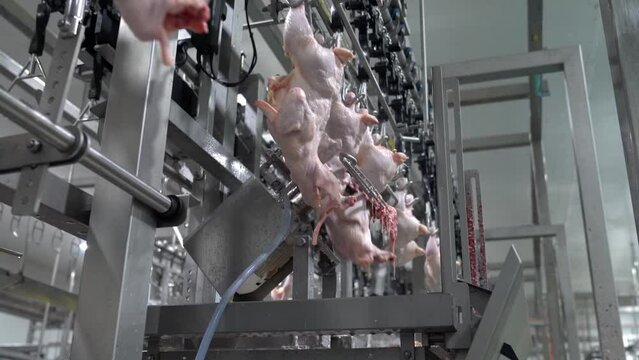 Chicken on rail conveyor come to automatic circle saw cut a half whole in automate meat process line.