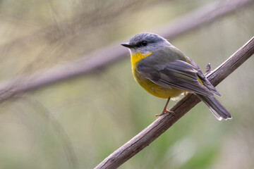 Eastern yellow robin (Eopsaltria australis) in the forest, Sydney, Australia