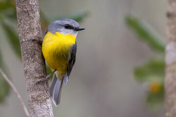 Eastern yellow robin (Eopsaltria australis) portrait, NSW, Australia
