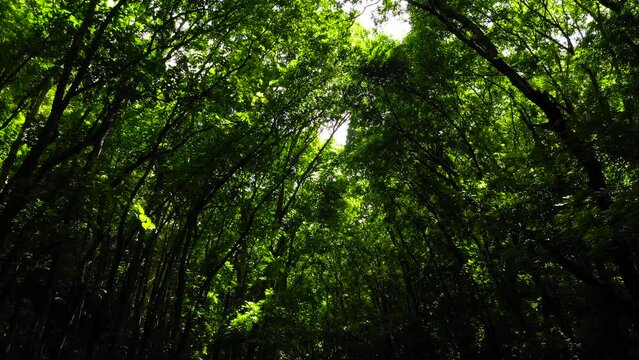 Beautiful morning green forest. Tall trees with green branches with sunlight. Bilar Man-Made Forest. Bohol, Philippines.