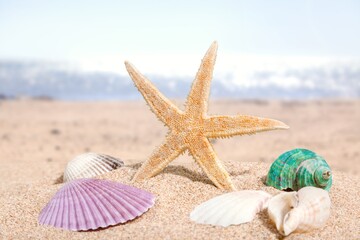 Fototapeta na wymiar Shell on the beach. Summer vacation and skin care concept, spf uv-protect cosmetics.