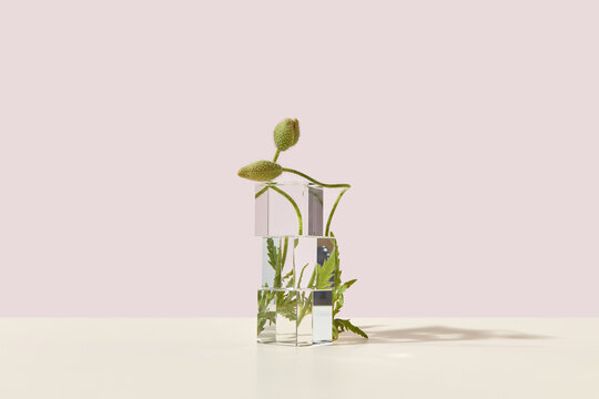 Poppy plant and transparent cubes.