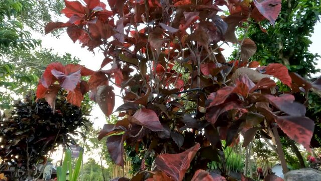 Copper leaf ornamental plant with a combination of orange and brown color