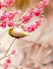 美しい梅の花とメジロ