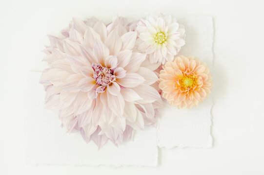 Dahlias on white paper