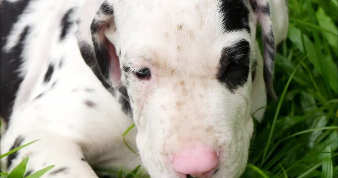 Great Dane puppy resting on green grass on a bright day. Pets concept.