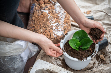 High angle view of woman hand filling a soil mixed with fertilizer to planting Peperomia...