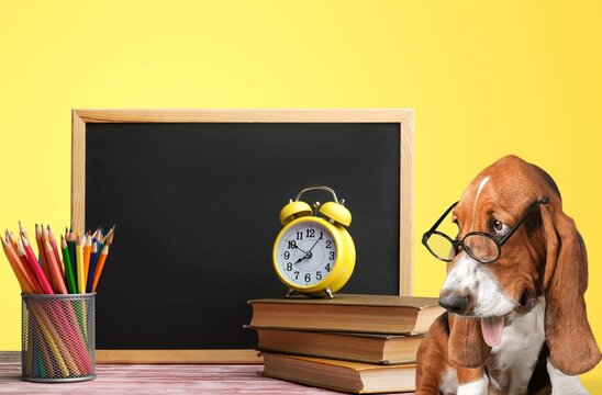 A cute dog with round glasses is sitting at a desk. The concept of education, back to school.