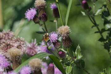 A Bee collecting Pollen from Thistles