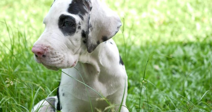 Black and white Great Dane puppy relax lying on the green grass on a bright day, Pets concept.
