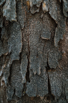Gnarled Tree Bark Detail