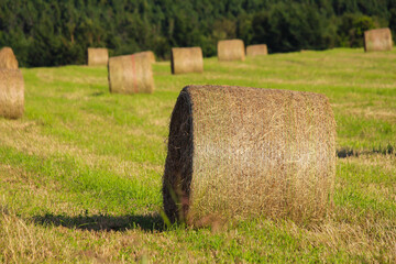 Golden piles of hay with green grass, Gasp&eacute;sie, Qu&eacute;bec