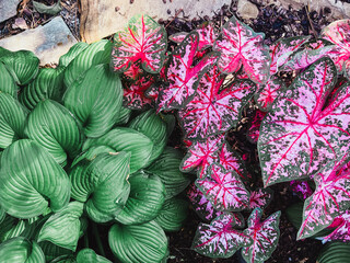 Closeup of Green Hosta and Red Caladium Leaves