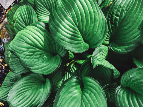 Close Up View of Green Hosta Leaves